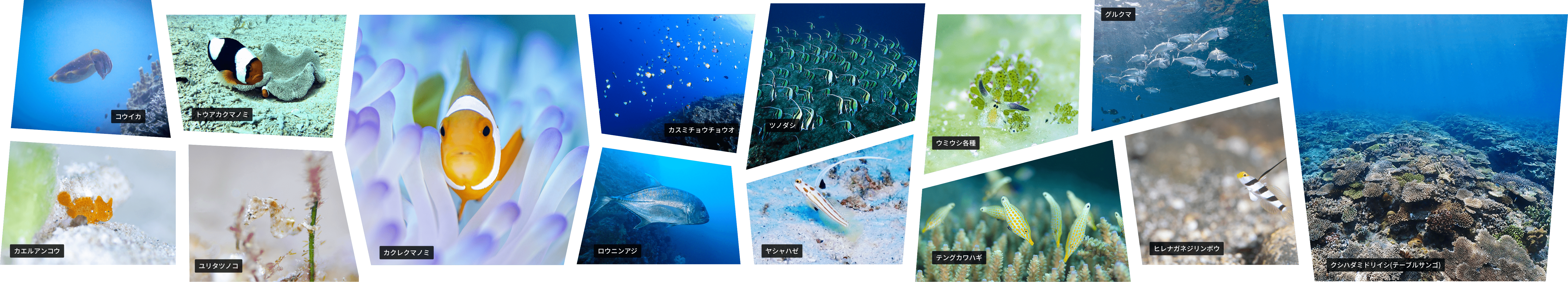 恩納村の海で見られる生物のイメージ