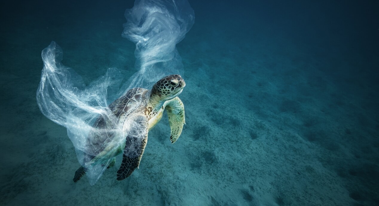 漁網に絡まったウミガメ
